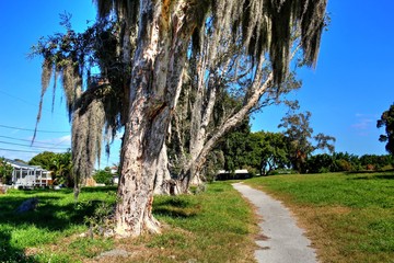 Overgrown landscapes in Florida state