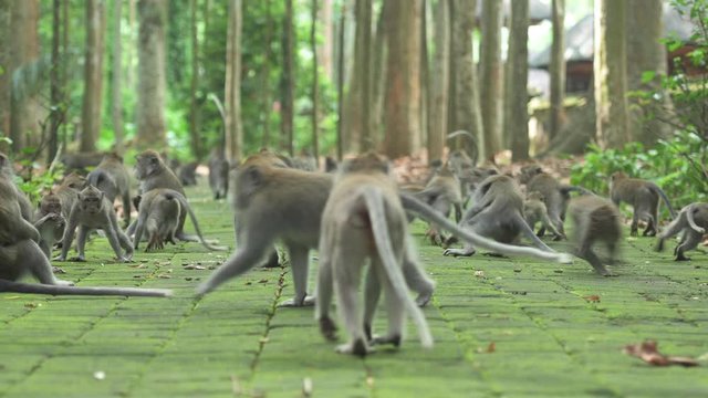 Some long-tailed macaques are walking on a footpath in the Ubud Monkey Forest. The Ubud Monkey Forest is the sanctuary and natural habitat of the Balinese long-tailed Monkey. Ubud, Bali, Indonesia.