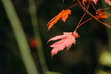 Maple leaves in autumn
