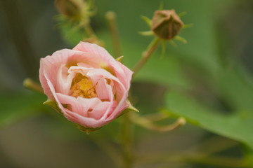 Hibiscus flowers  blooming in the park