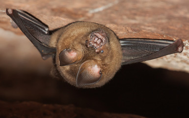 Hipposideros armiger (great roundleaf bat).