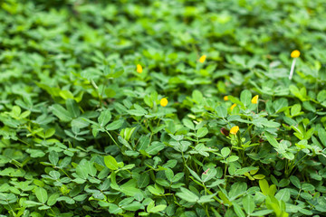 Bright green peanut leaves.