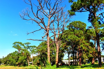 Overgrown landscapes in Florida state