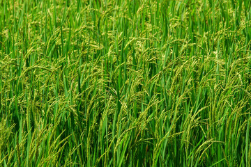 The grain in the green field.