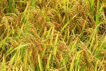 Rice grains obtained from the cultivation of organic rice in Asia.