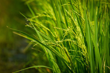 The grain in the green field.