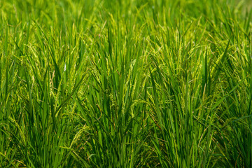 The grain in the green field.