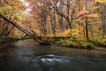 autumn in the stream