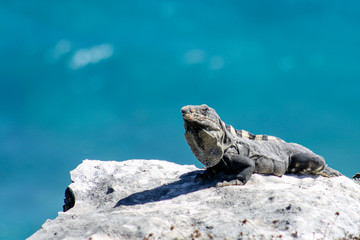 iguana on the  rock