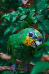  green bird parrot in nature