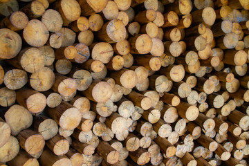 eucalyptus poles. © Charoenchai
