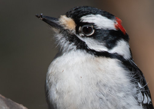 Male downy woodpecker close up 