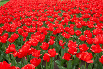 Fototapeta premium Red tulips growing as far as the eye can see in early spring