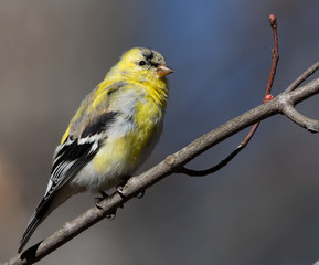 Obraz premium Close up - American goldfinch sitting on branch with springtime blossom