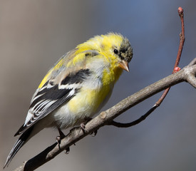 American goldfinch sitting on branch with head down looking pensive