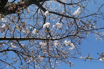Cherry Blossom Japan