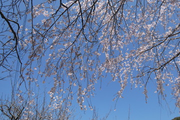 Cherry Blossom Japan