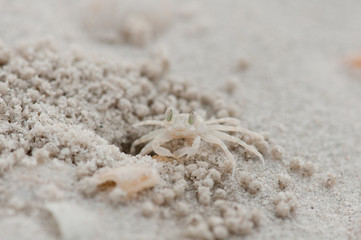 Fototapeta na wymiar Small crab on the beach at Langkawi, Malaysia