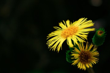 yellow flower of dandelion on black background