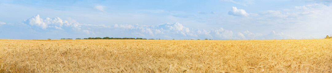 Panorama of ripe wheat field on Summer time. Beautiful blue sky with clouds. Wide angle of view