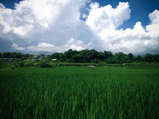 Fototapeta premium Green Fertile Tropical Farming Land Of The Rice Fields On A Sunny Cloudy Day At The Village, Umeanyar, North Bali, Indonesia
