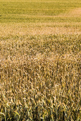 yellowing wheat in summer