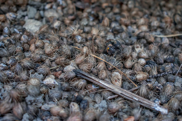 Crowd of dried seeds fallen from the trees, forming textures and details