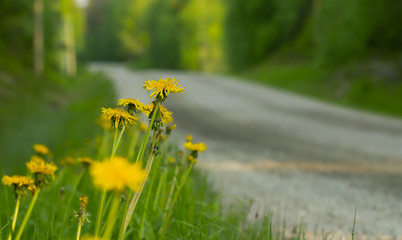 Blooming dandelion plants besides sunlit forest road in sweden, the flowers of this plant can be used in dandelion wine