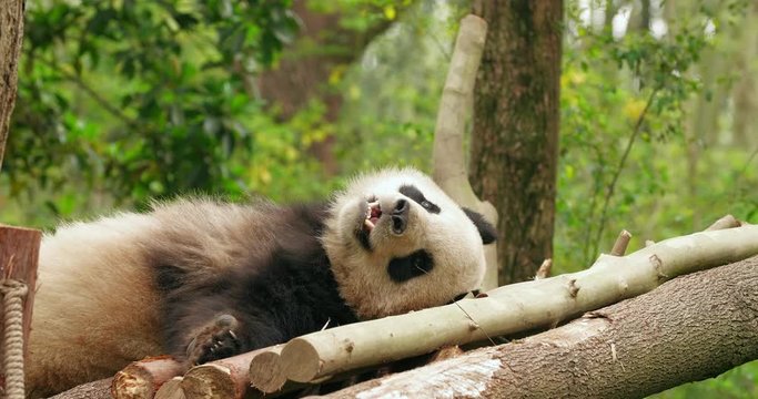 Young panda bear taking nap in the woods turn back looking at camera adorable 4k wild animal in nature footage
