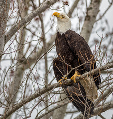Bald Eagle with Droopy Wing and Band