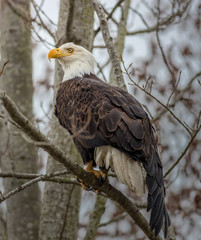 Bald Eagle with Droopy Wing and Band