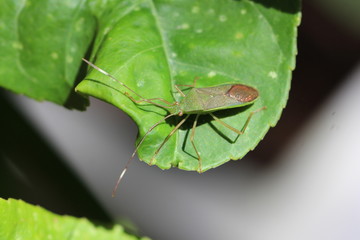 Stenocoris sp. in Sri Lanka