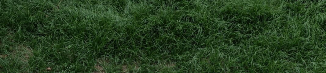 panoramic green hair grass leaves, view from the top
