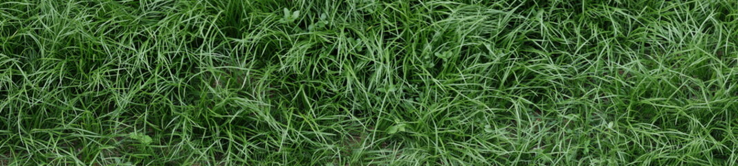 panoramic hairgrass japan, view from the top