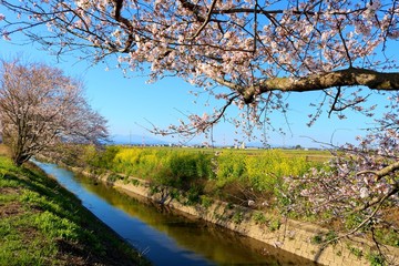 さくら　川　菜の花　春　風景　杤木
