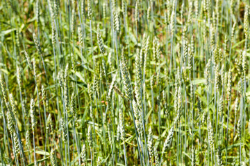 green wheat ear