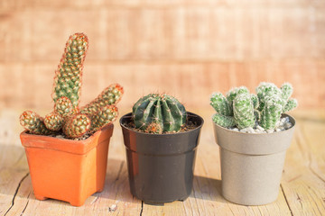 Collection of cacti and succulents