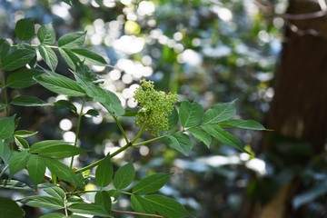 Sambucus sieboldiana (Japanese red elder) flowers/ Caprifoliaceae deciduous shrubs, the leaves are edible and medicinal.