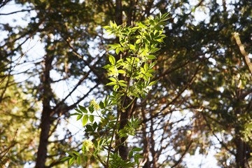 Sambucus sieboldiana (Japanese red elder) flowers/ Caprifoliaceae deciduous shrubs, the leaves are edible and medicinal.