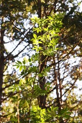 Sambucus sieboldiana (Japanese red elder) flowers/ Caprifoliaceae deciduous shrubs, the leaves are edible and medicinal.