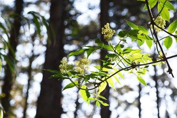 Sambucus sieboldiana (Japanese red elder) flowers/ Caprifoliaceae deciduous shrubs, the leaves are edible and medicinal.
