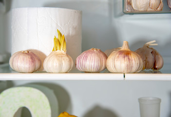 A supply of garlic and toilet paper in the refrigerator. A funny photo.