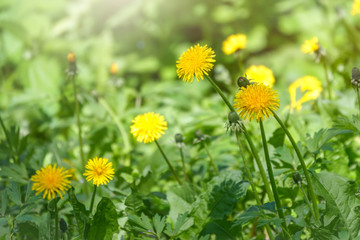 Field of yellow dandelions. Taraxacum officinale, the common dandelion - obrazy, fototapety, plakaty