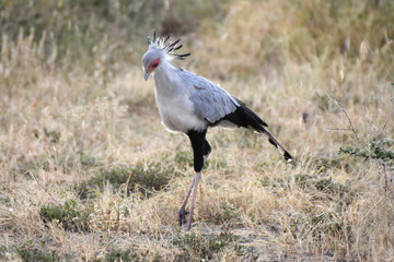 Secretary bird in Tarangire National Park, Tanzania