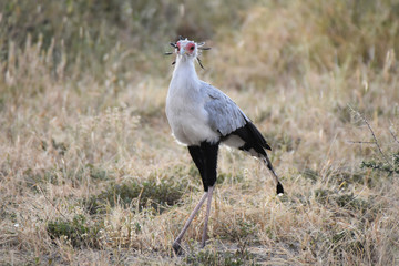 Secretary bird in Tarangire National Park, Tanzania
