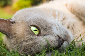 Burmese cat relaxing in the sun