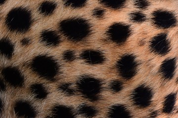 Black spots and coarse hairs on cheetah