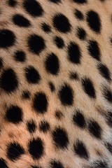 Black spots and coarse hairs on cheetah