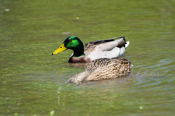 Two Mallard Ducks swimming on lake