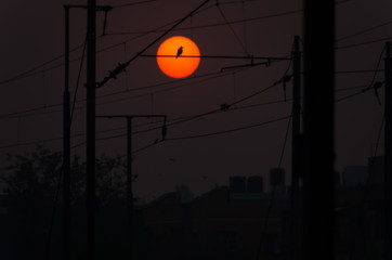 halloween background with moon and bats